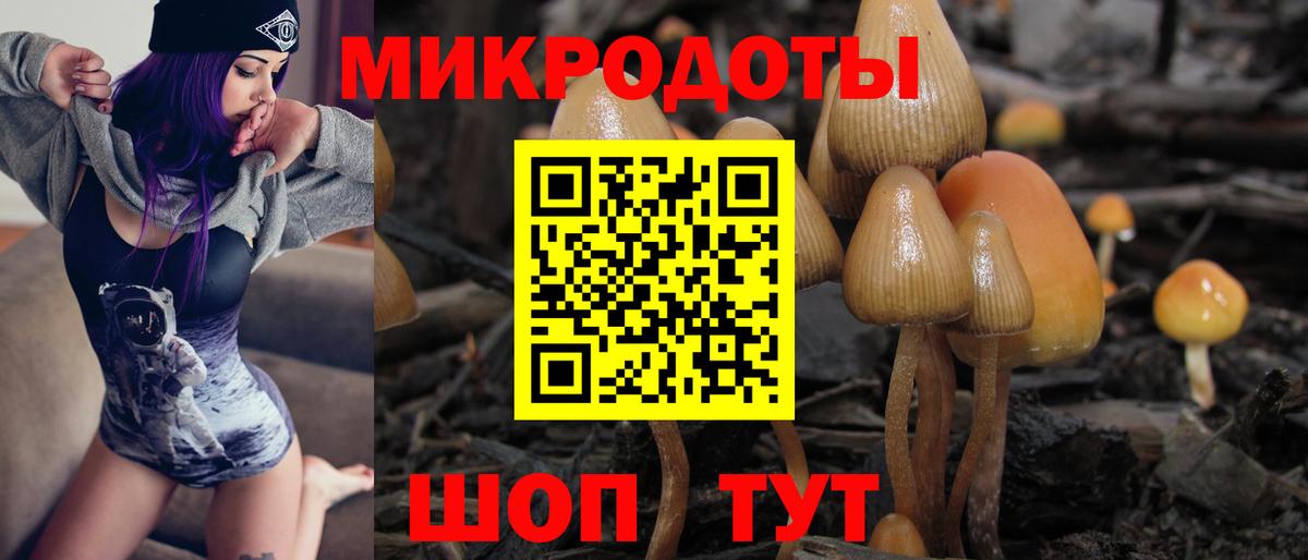 Псилоцибиновые грибы Psilocybine cubensis Новоалтайск